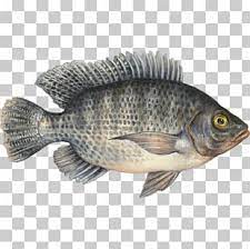 tilapia fish